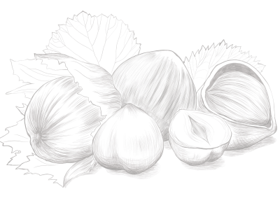 illu_noisettes5455154